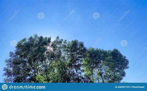 Trees And Sky Beautiful Landscape With Trees And Sky Stock Image