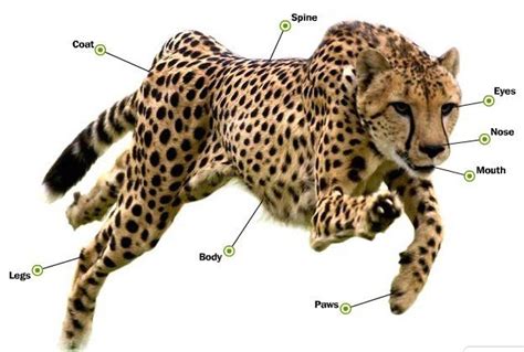 Parts Of A Cheetah Baby Animals Cheetah Animals Wild