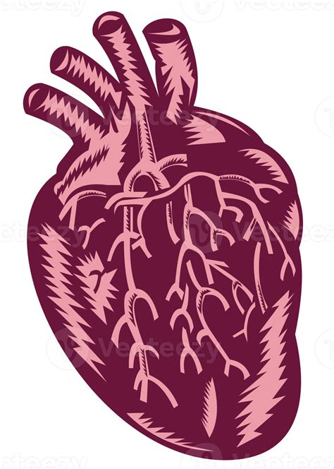Anatomy Of The Human Heart 13741928 Png
