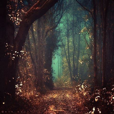 Autumn Forest Mystical Forest Nature Fairy Tale Forest