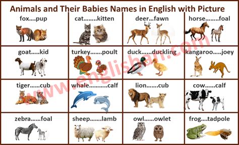 Animals And Their Babies Names In English With Picture