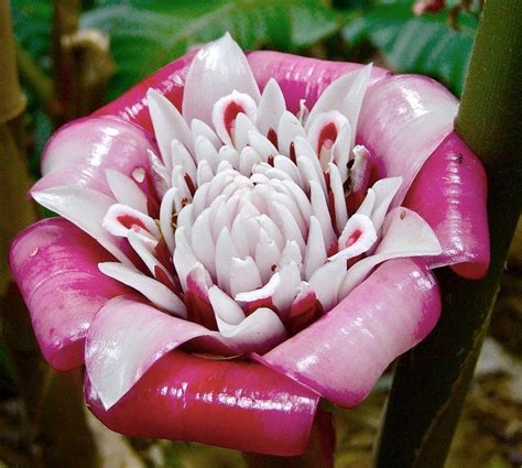 Porcelain Ginger Strange Flowers Unusual Flowers Rare Flowers Amazing Flowers Beautiful