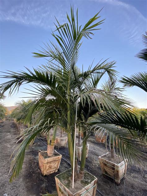 Suggestions On King Palm Placement Discussing Palm Trees Worldwide
