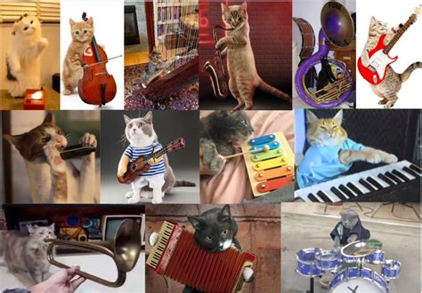 Cats Playing Instruments Quiz