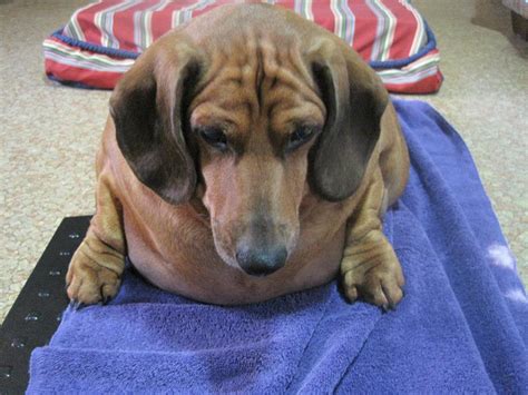 Obese Dachshunds Weight Loss Journey Photo 34 Pictures Cbs News