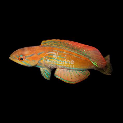 Madagascar Flasher Wrasse Marine Collectors