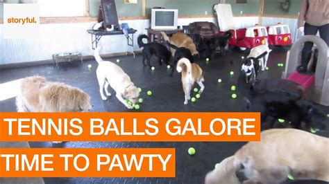 And most of all, when is. Tennis Balls Drop During Doggie Daycare Slumber Party (Storyful, Dogs) - YouTube