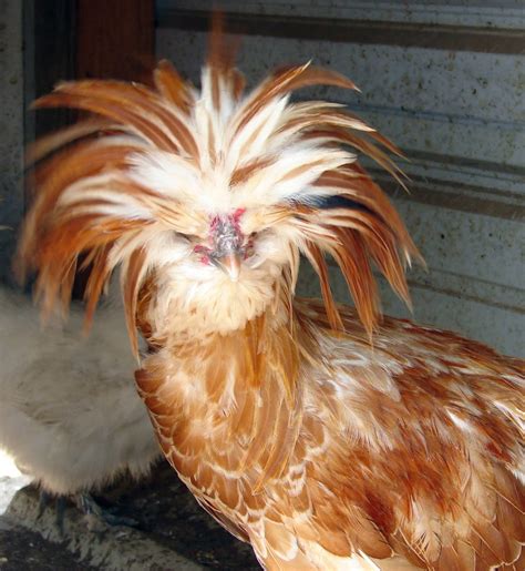 We did not find results for: EggCartons.com Roost: About EggCartons.com and our Customers