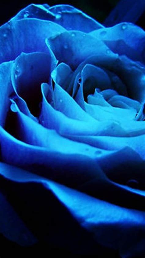 Free Download Tag Blue Rose Wallpapers Backgrounds Photos Picturesand