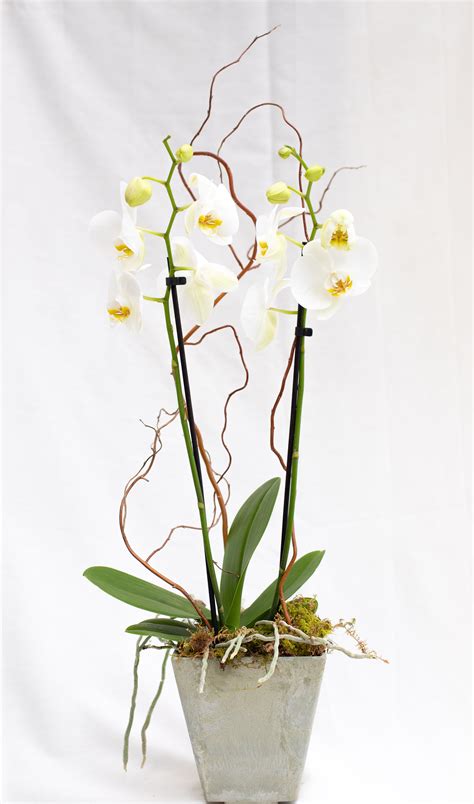 I went in person.to talk to them and never got a phone call back to get more details or a quote. CFE Phalaenopsis Orchid in Syracuse, NY | Coleman Florist inc