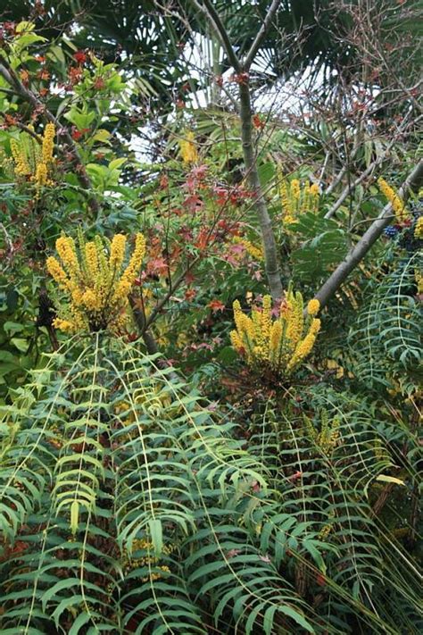 Mahonia pinnata (lag.) fedde family: PlantFiles Pictures: Berberis Species, Chinese Holly Grape ...
