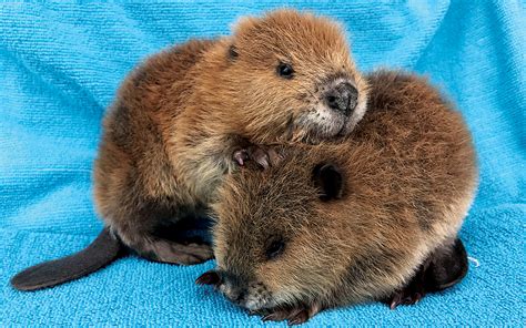 Meet The Baby Beavers Squirrels And Ducklings Saved