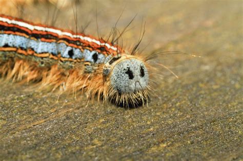 Tent Caterpillar Control And Treatments For The Yard Home And Garden