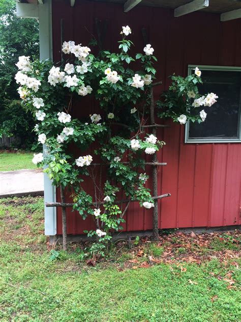 Near the soil, the wood is exposed to wear and. DIY: Large Rustic Rose Trellis - Hawk Hill