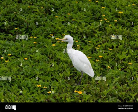 Close Up Of A White Cattle Egret On Oahu Hawaii Stock Photo Alamy