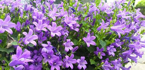 Hecht ® bietet ihnen eine große auswahl an produkten rund um garten & freizeit an, damit sie ihr grünes paradies in vollen zügen genießen. Glockenblume > Garten-Ratgeber.com