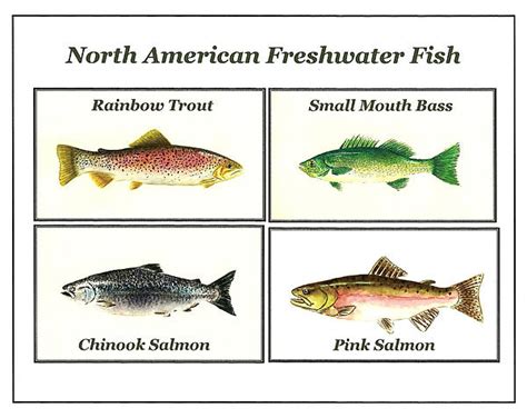 North American Freshwater Fish By Michael Vigliotti