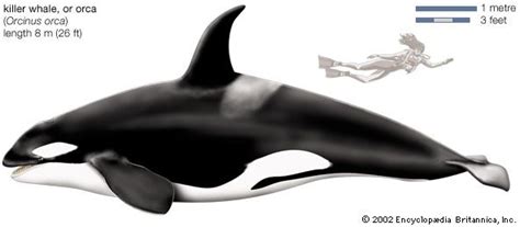Killer Whale Students Britannica Kids Homework Help