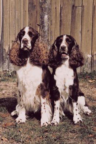 differences  bench field springer spaniels pets