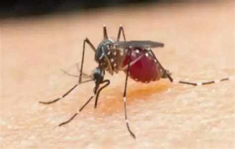 Drug Resistant Malaria Gaining Foothold In Africa Study Health News