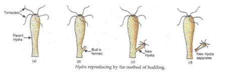 Regeneration is the work of god the holy spirit as he supernaturally and immediately changes the disposition of the soul from spiritual death to that person is testifying to a conversion experience. What is the difference between "Regeneration ...