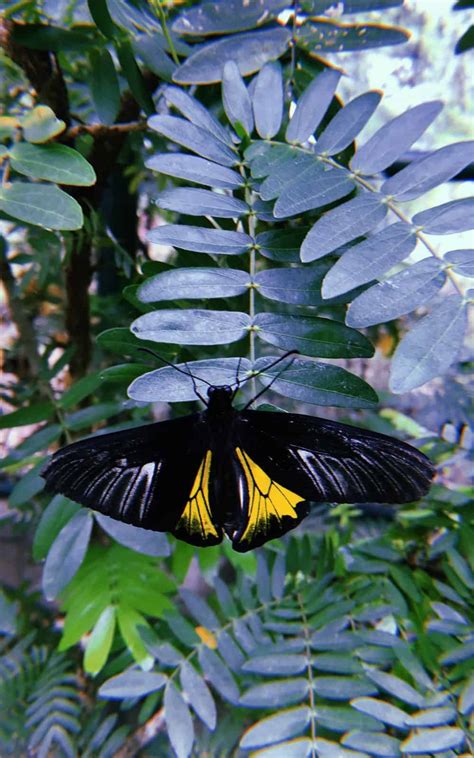 10 Spiritual Meanings Of Yellow And Black Butterfly