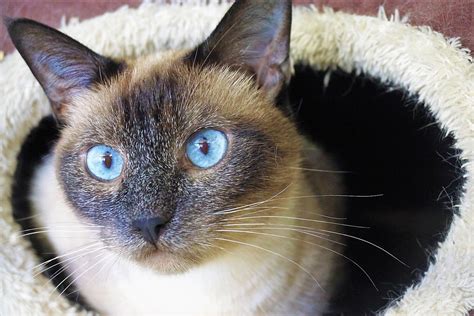 Siamese Cross Cats Personality Siamese Cat Personality And Behavior