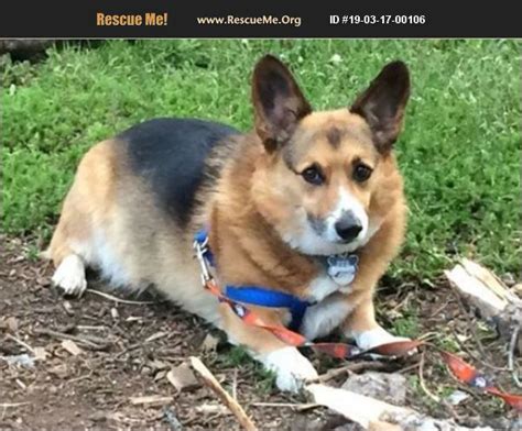 Adopt 19031700106 ~ Corgi Rescue ~ New Braunfels Tx