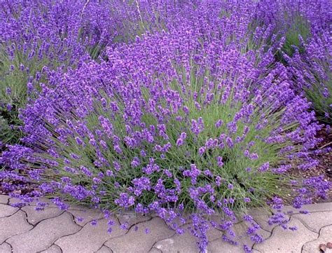 Provence Lavender Plant Etsy In Lavender Plant Lavender Seeds