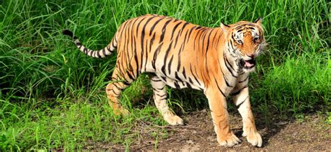 Bengal Tiger Hunting Inhabitat Green Design Innovation
