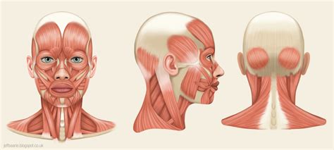 Jeff Searle Muscles Of The Head And Neck 顔の筋肉 看護 理学療法 解剖学アート 顔 顔