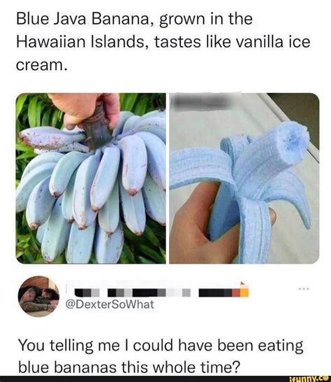Blue Java Banana Grown In The Hawaiian Islands Tastes Like Vanilla