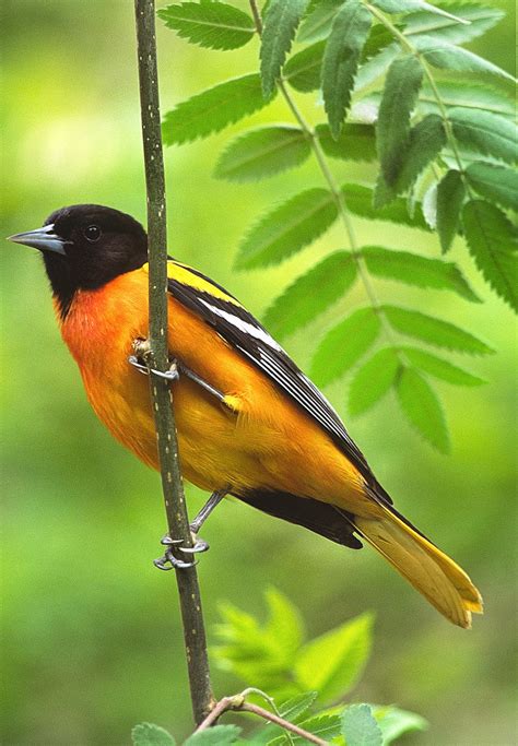 Check spelling or type a new query. Where do your backyard birds spend the winter? Will they ...