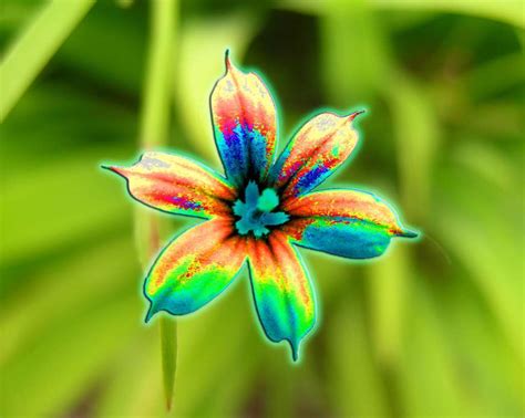 Brightly Colored Flower Bright Colors Image 18658331 Fanpop