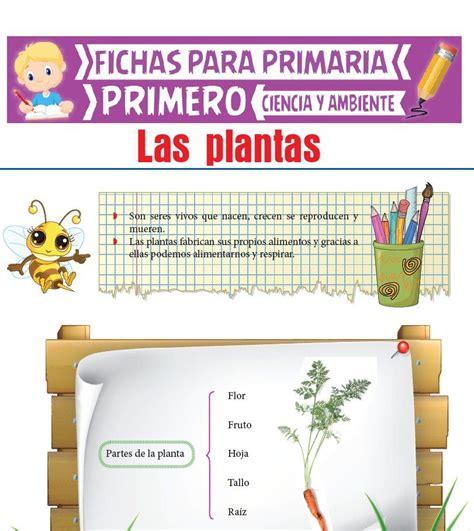 Ficha De Actividad Las Partes De La Planta Teacher Made