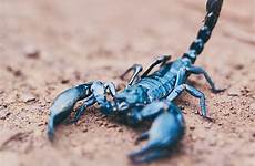 scorpion sting scorpions stings medicalnewstoday stinger