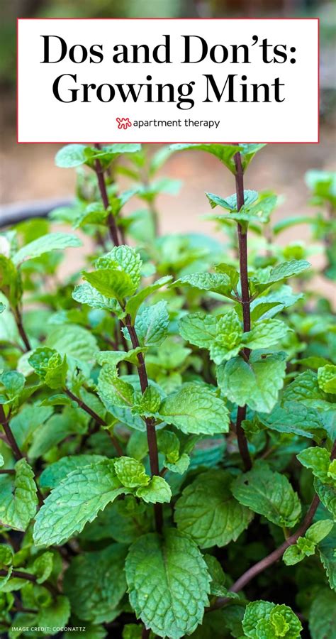 The Dos And Donts Of Growing Mint Mint Plants Growing