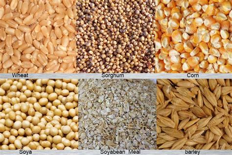 Raw materials are substances primarily used in the production or manufacturing of goods. hammer mill |feed hammer mill| feed hammer mill machine