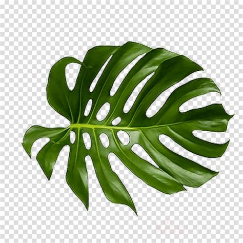 Jungle Leaf Clip Art