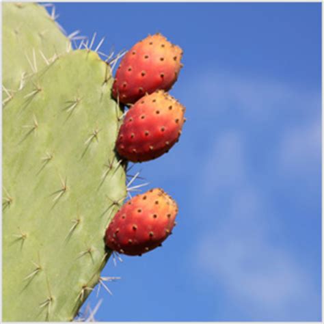 The organ pipe cactus is an easy columnar cactus to grow. What to plant if you have allergies
