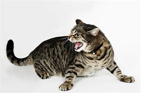 Portrait Of Cat Hissing Photograph By Flashpop Pixels