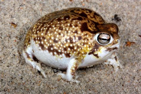 Desert Rain Frog Facts And Pictures