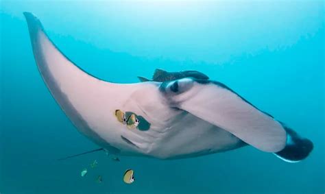Largest Known Manta Ray Population X Ray Mag