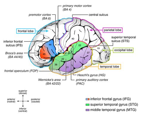 Parcellation Of The Language Cortex Cytoarchitectonic