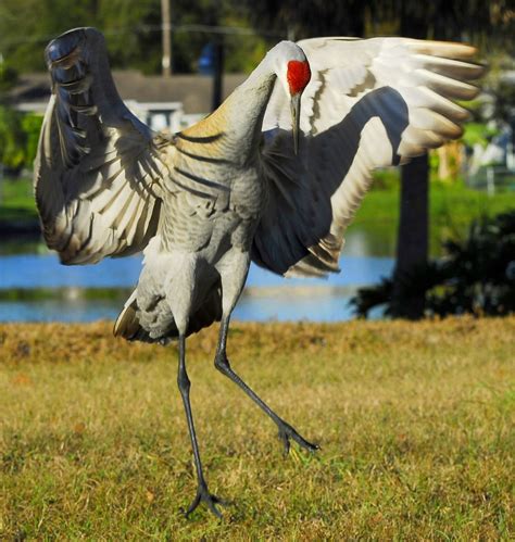 Michigan Audubon Will Celebrate The Sandhill Crane With A Kick Off