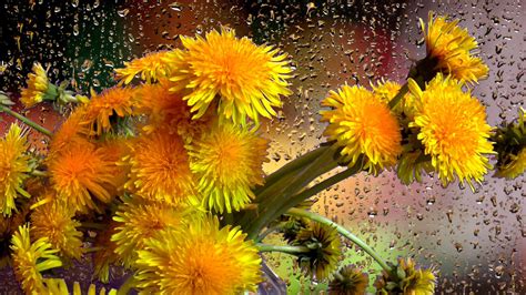 Bouquet Dandelion Yellow Flower With Raindrops Hd Flowers Wallpapers