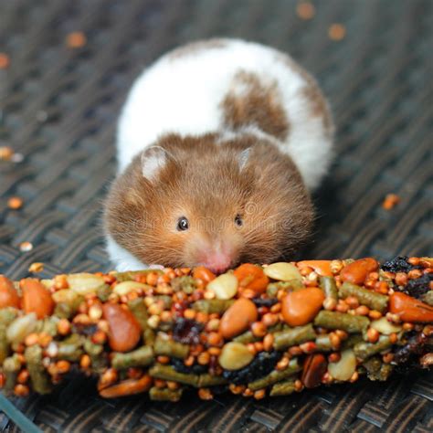 Funny Hamster Eating Food Stock Photos Image 33187983