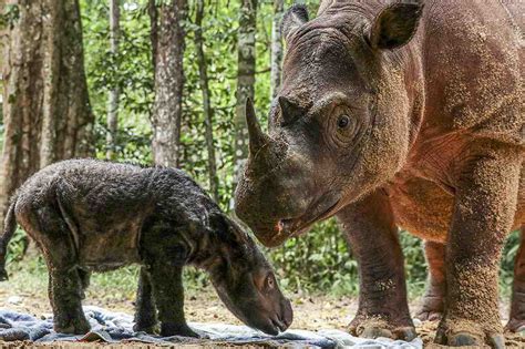 Infopublik Kelahiran Badak Sumatera Di Suaka Rhino Sumatera Tnwk