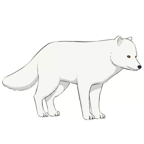 How To Draw An Arctic Fox Easy Drawing Art
