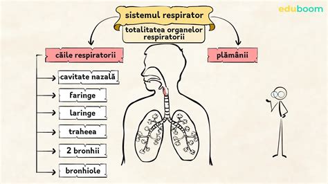 Sistemul Respirator La Om Biologie Clasa A 6 A